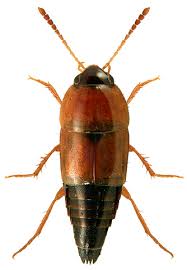 Attēlu rezultāti vaicājumam “Tachyporus sp.”