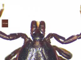Attēlu rezultāti vaicājumam “Ixodes male”