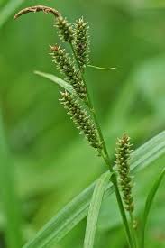 Attēlu rezultāti vaicājumam “Trichia scabra sessile”