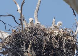Attēlu rezultāti vaicājumam “Buteo buteo nest”