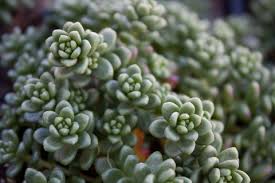 Attēlu rezultāti vaicājumam “Sedum album bud”