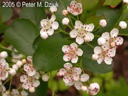 Attēlu rezultāti vaicājumam “Aronia melanocarpa flower”
