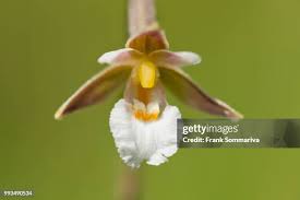 Attēlu rezultāti vaicājumam “Epipactis palustris leaf”