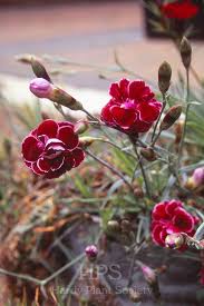 Attēlu rezultāti vaicājumam “Silene x arkwrightii Vesuvius flower”