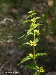 Attēlu rezultāti vaicājumam “Vincetoxicum hirundinaria flower”