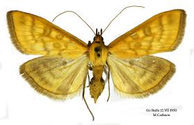 Attēlu rezultāti vaicājumam “Mecyna flavalis”