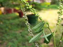 Attēlu rezultāti vaicājumam “Melilotus albus fruit”