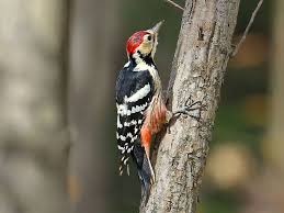 Attēlu rezultāti vaicājumam “Dendrocopos leucotos male”