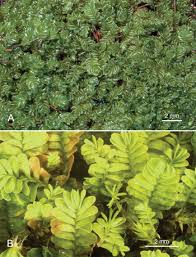 Attēlu rezultāti vaicājumam “Jungermannia hyalina cells”