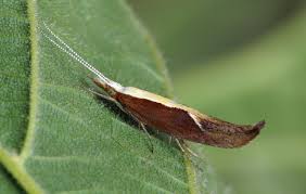 Attēlu rezultāti vaicājumam “Ypsolopha asperella”