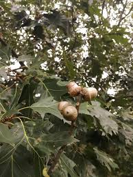 Attēlu rezultāti vaicājumam “Quercus rubra fruit”
