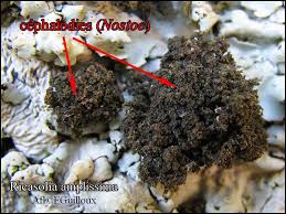 Attēlu rezultāti vaicājumam “Lobaria amplissima”