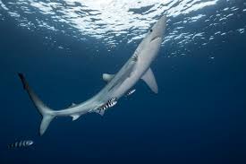 Image result for Prionace glauca