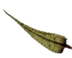 Attēlu rezultāti vaicājumam “Philonotis marchica sporophyte”