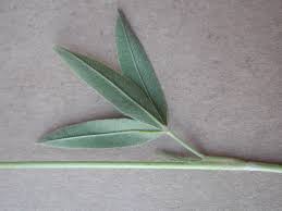 Attēlu rezultāti vaicājumam “Trifolium alpestre leaf”