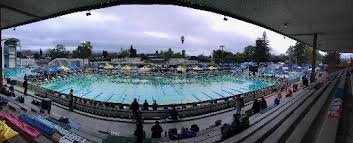 Image result for Loftus Dolphins Swimming Club