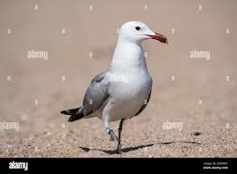 Image result for Larus audouinii