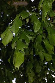 Attēlu rezultāti vaicājumam “Tilia x moltkei leaf”