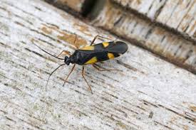 Attēlu rezultāti vaicājumam “Dryophilocoris flavoquadrimaculatus”