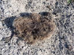 Image result for albatross dead chick