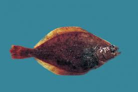 Image result for Hippoglossoides platessoides