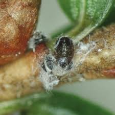 Attēlu rezultāti vaicājumam “Adelges laricis nymph”