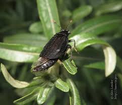 Attēlu rezultāti vaicājumam “Necrodes littoralis”