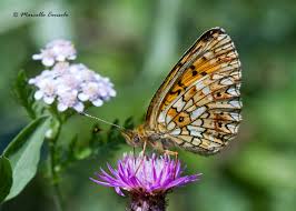 Attēlu rezultāti vaicājumam “Clossiana selene”