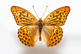 Attēlu rezultāti vaicājumam “Argynnis paphia female”