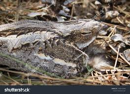 Attēlu rezultāti vaicājumam “Caprimulgus europaeus nest”