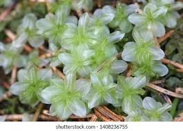 Attēlu rezultāti vaicājumam “Plagiomnium”