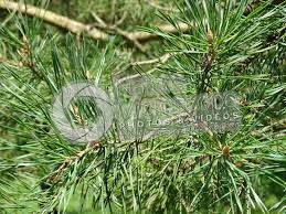 Attēlu rezultāti vaicājumam “Pinus sylvestris leaf”