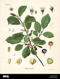 Attēlu rezultāti vaicājumam “Frangula alnus fruit”
