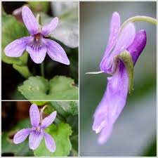 Attēlu rezultāti vaicājumam “Viola reichenbachiana flower”