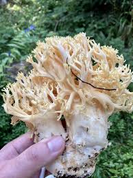 Attēlu rezultāti vaicājumam “Ramaria flava”