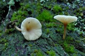 Attēlu rezultāti vaicājumam “Lichenomphalia umbellifera”