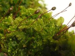 Attēlu rezultāti vaicājumam “Brachytheciastrum velutinum sporophyte”