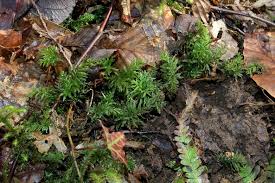 Attēlu rezultāti vaicājumam “Plagiomnium undulatum sporophyte”