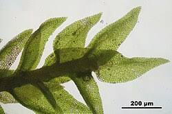 Attēlu rezultāti vaicājumam “Leskea polycarpa macro”