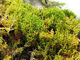 Attēlu rezultāti vaicājumam “Ptilidium ciliare”