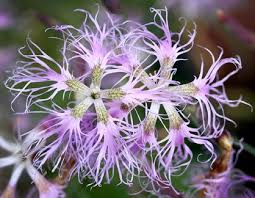 Image result for Dianthus superbus