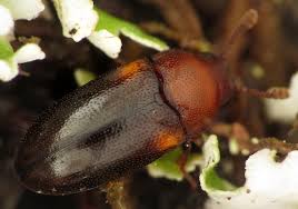 Attēlu rezultāti vaicājumam “Dacne bipustulata”