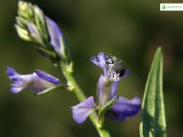 Attēlu rezultāti vaicājumam “Polygala vulgaris”