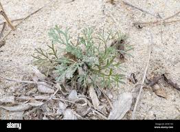 Image result for Artemisia caudata