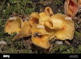 Attēlu rezultāti vaicājumam “Otidea onotica”