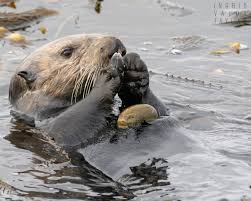 Image result for Eltham Otters