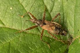 Attēlu rezultāti vaicājumam “Himacerus apterus”