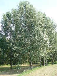 Attēlu rezultāti vaicājumam “Populus alba Nivea”