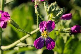 Attēlu rezultāti vaicājumam “Raphanus sativus flower”