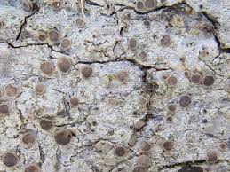 Attēlu rezultāti vaicājumam “Cliostomum corrugatum”